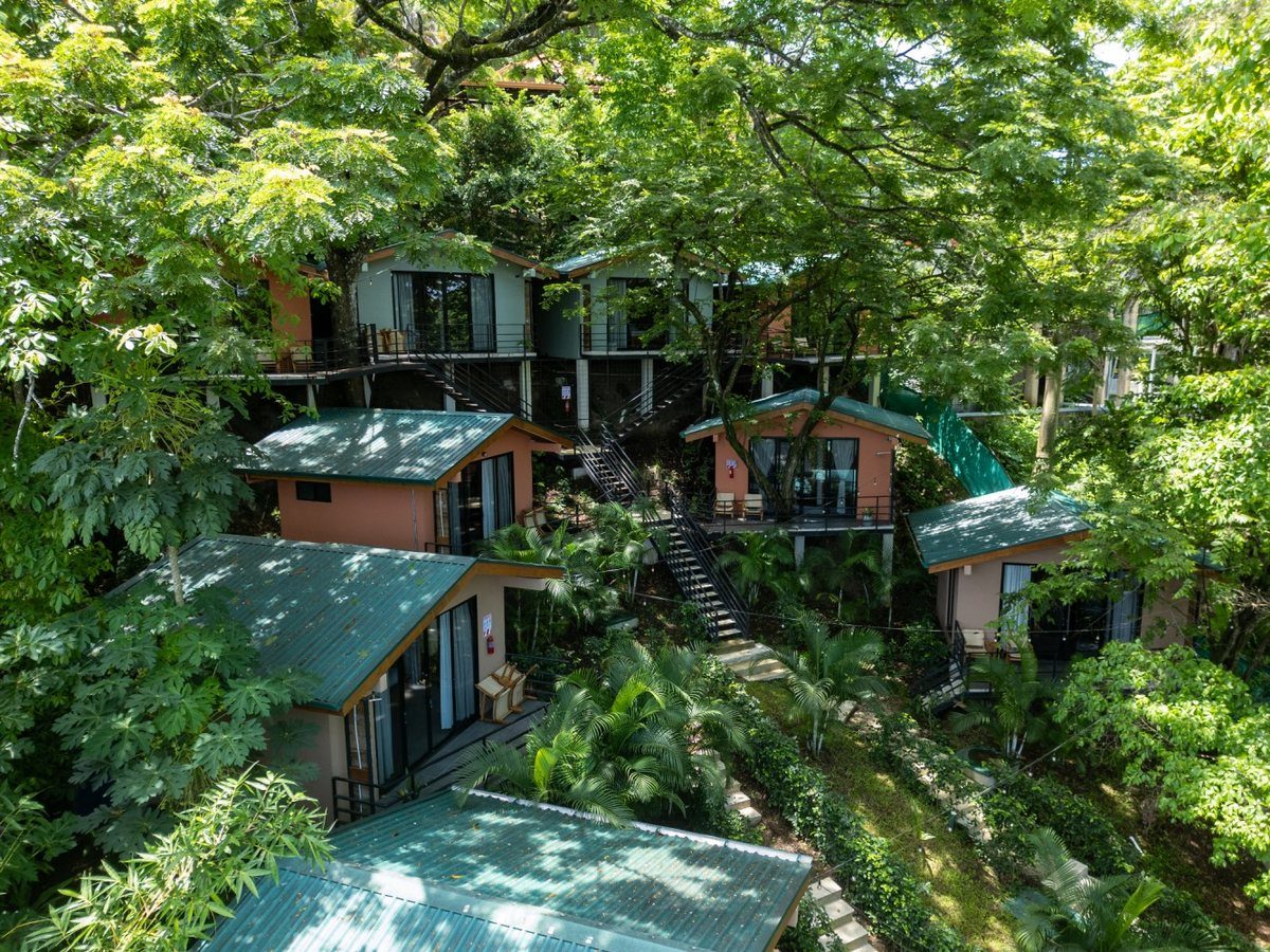 The Armonia Hills cabins set into the jungle hillside, with green roofs and stairways winding up through the trees